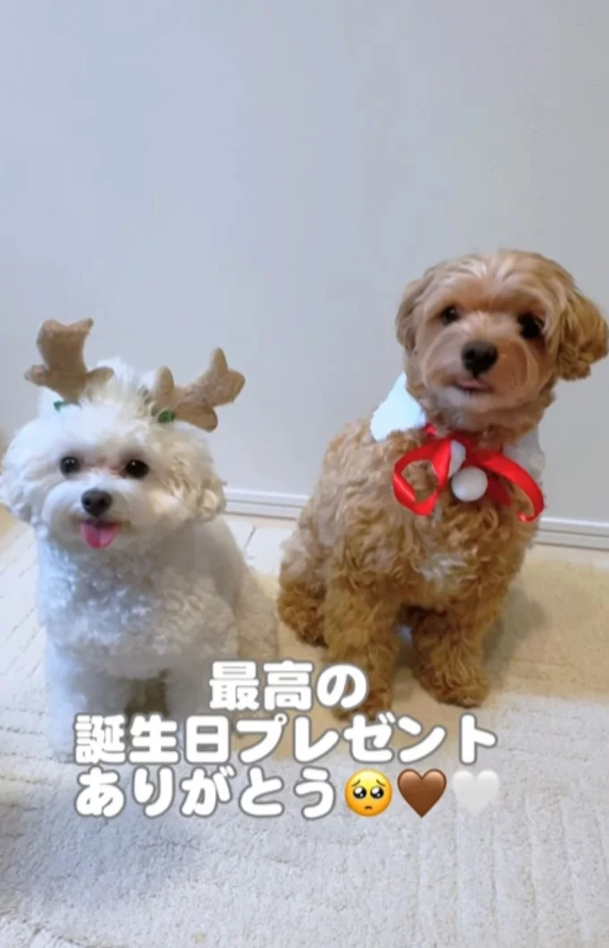 飼い主さんの誕生日が”くるるん記念日”▶（次画像から動物が苦手だった飼い主と可愛すぎるトイプーの日常を描いた『うちのトイプーがアイドルすぎる。』が読めます）