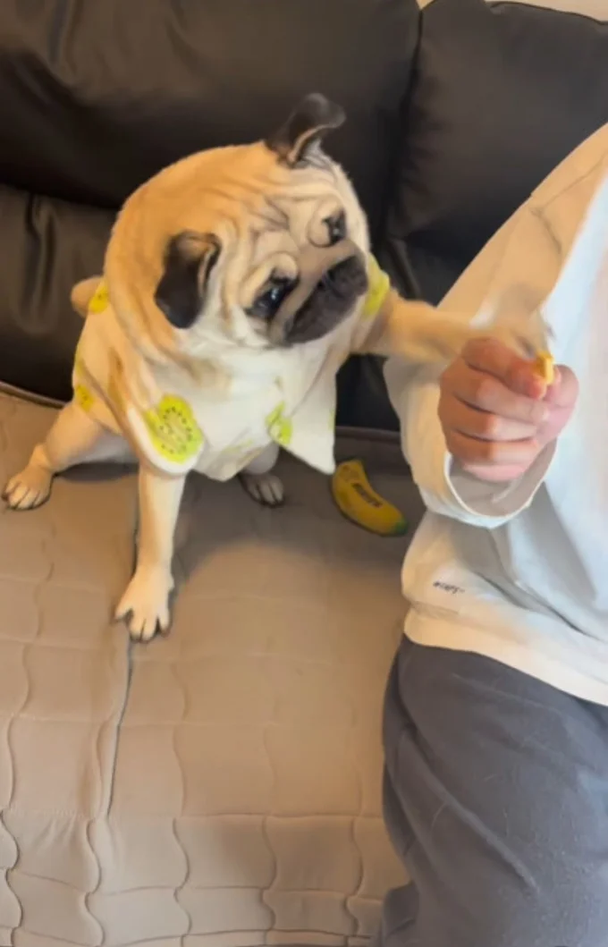 ご褒美のクッキーをもらう▶（次画像からマイペースな柴犬との実録をえがいた『柴犬ぽんちゃん、今日もわが道を行く』が読めます）