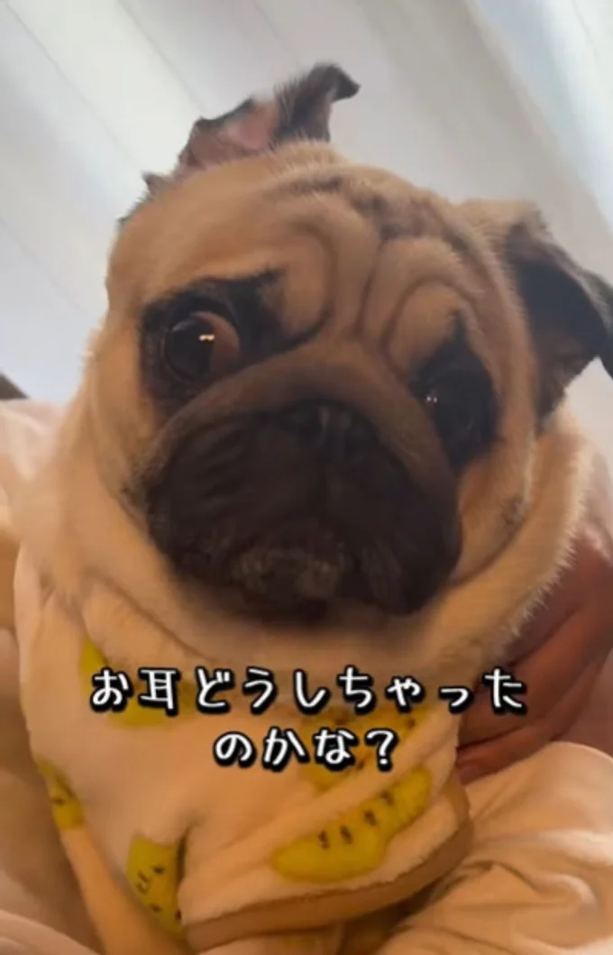 片耳がぴょんと立っている▶耳掃除の後は…（⇒次へ）