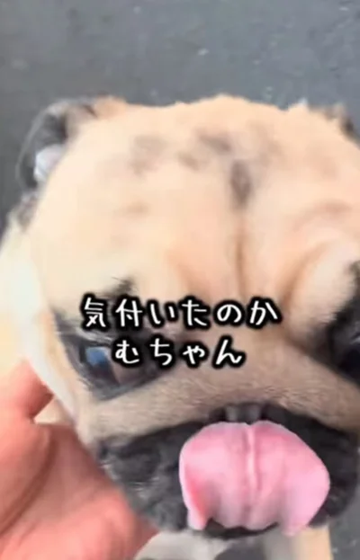 ママだと確信し甘える▶お耳どうしちゃったのかな？（⇒次へ）