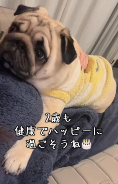 ママの膝でくつろぐ”むさしちゃん”▶お散歩中に…（⇒次へ）