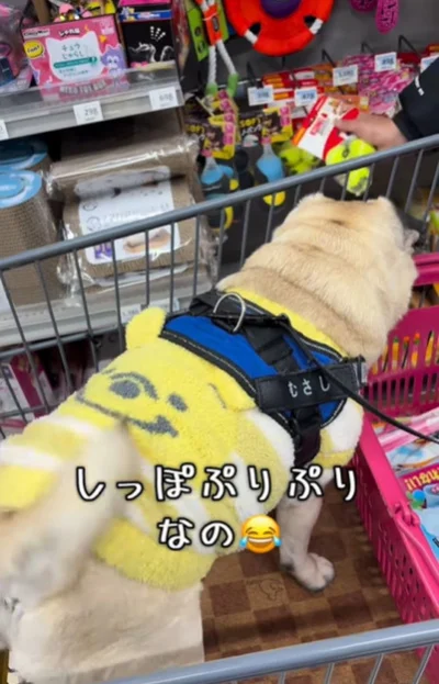 カートに乗り店内を楽しむ▶家での様子は…（⇒次へ）