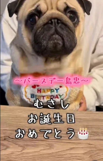 誕生日を迎えた”むさしちゃん”▶「島忠行く人？」と聞かれ…（⇒次へ）