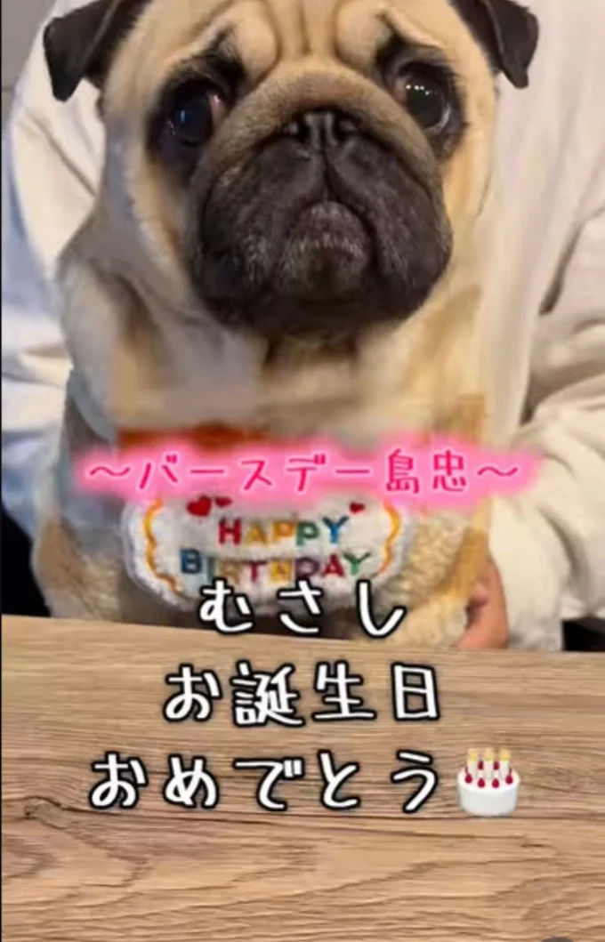 誕生日を迎えた”むさしちゃん”▶「島忠行く人？」と聞かれ…（⇒次へ）