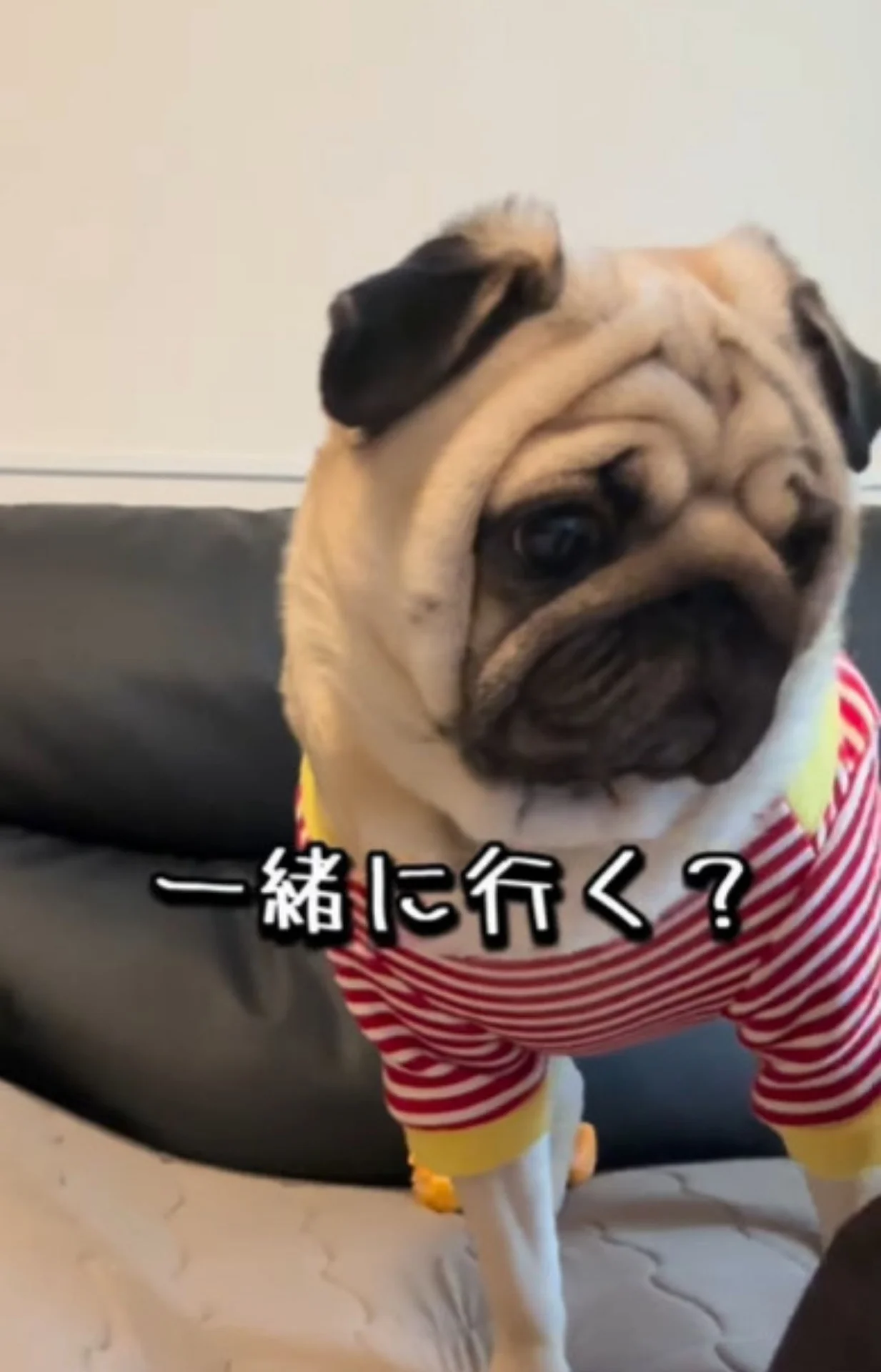 ソファで寝ている犬が秒で起きる！？爆睡中のパグを覚醒させたまさかの