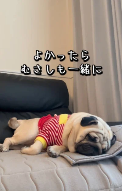 完全にリラックスする”むさしちゃん”（⇒次へ）