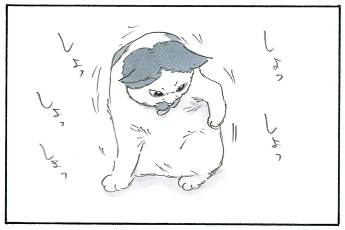 所要時間はたっぷりと。美味しいものを食べたあとの毛づくろいが長い猫