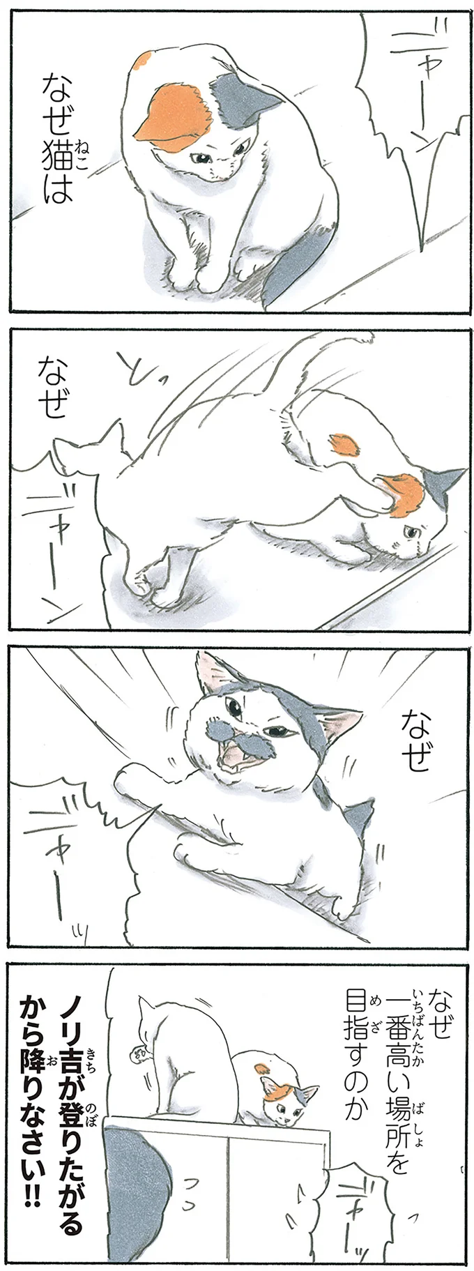 なぜ猫は