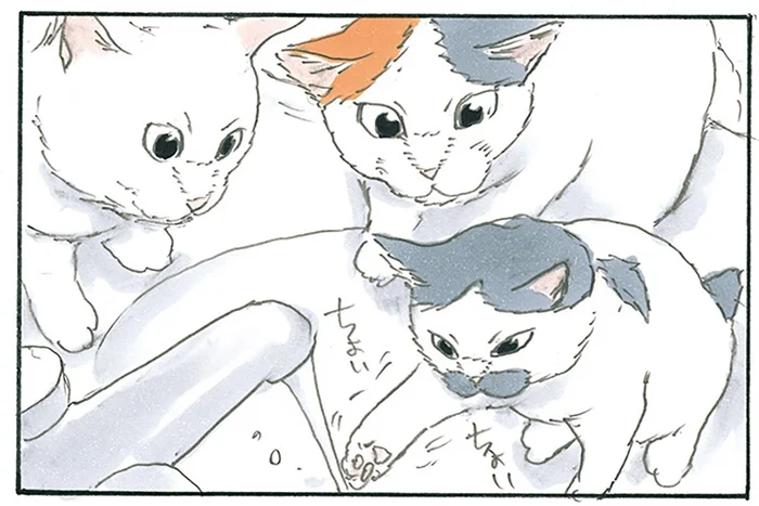 ちょいちょい、ぴゃぴゃぴゃ！ 学習しない猫たちと洗面台の戦い