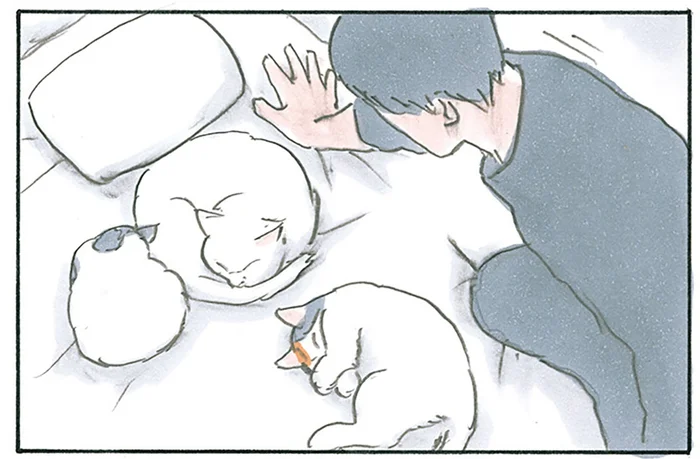 すみません、失礼します。猫たちでいっぱいのベッドにやってきた飼い主