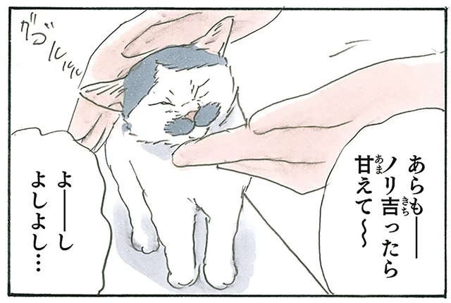 子猫が甘えてきてたまらん！ けれど、足元には戦略を抱えた二匹の猫が