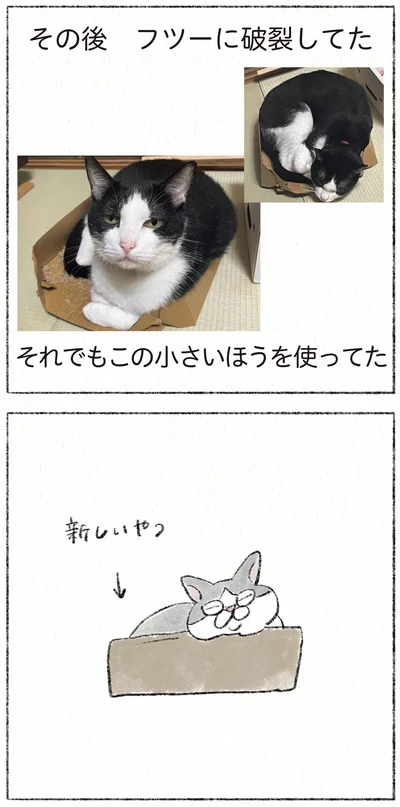 『うちの猫は今日も塩対応』より