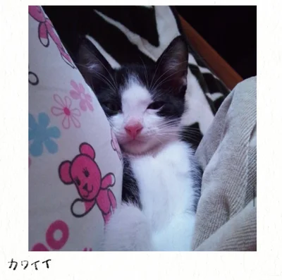 『うちの猫は今日も塩対応』より