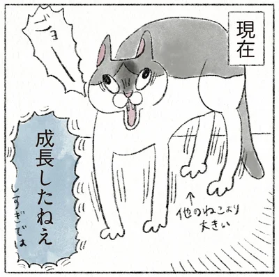 『うちの猫は今日も塩対応』より