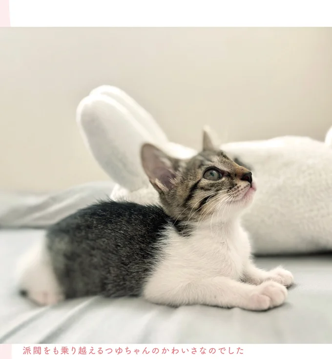 『ねこのつゆちゃんのことで頭がいっぱいです』より