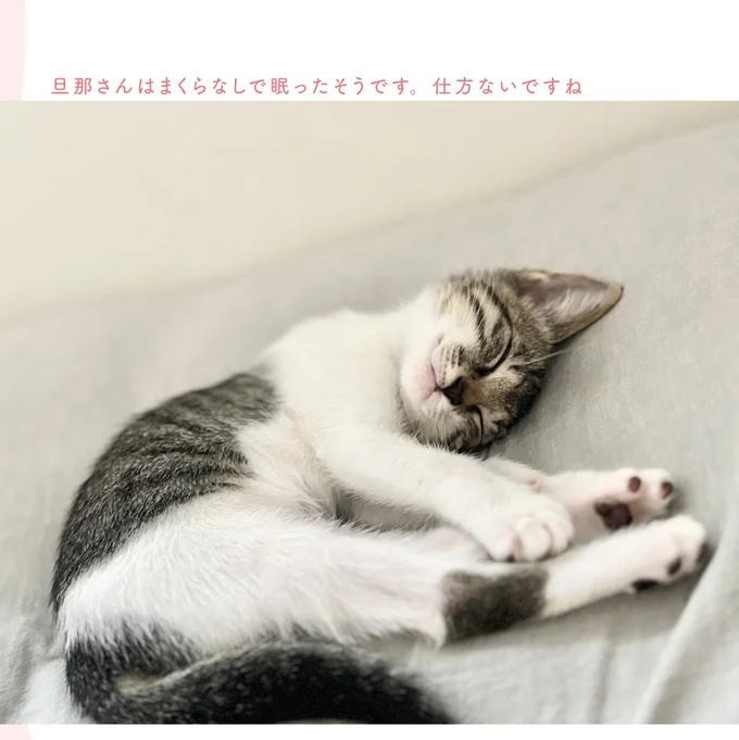 『ねこのつゆちゃんのことで頭がいっぱいです』より