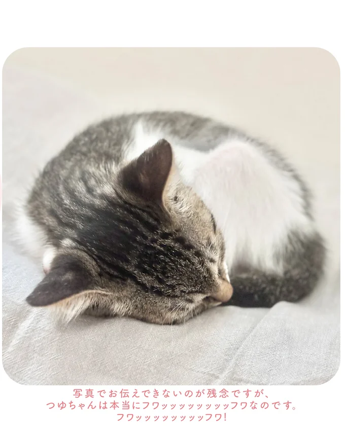 『ねこのつゆちゃんのことで頭がいっぱいです』より