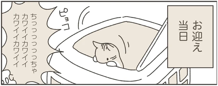 保護ねこちゃんお迎え初日。気をつけることは？