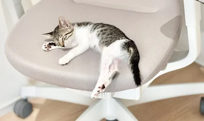 可愛いねこに椅子を奪われて