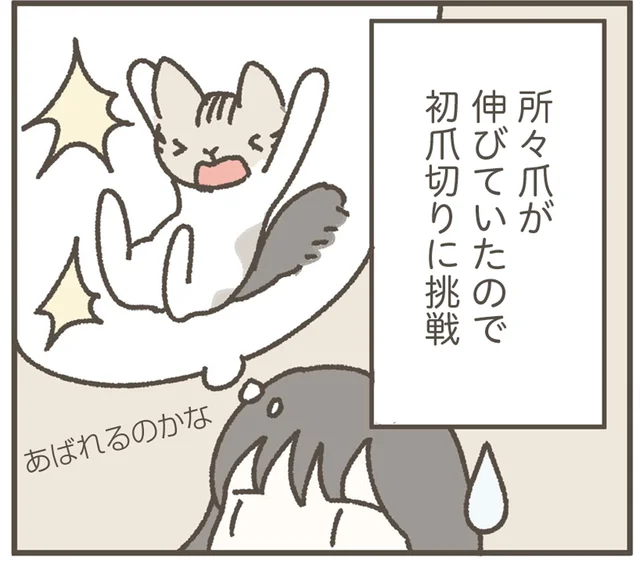 あばれるのかな？ねこの初爪切りにドキドキしながら挑戦！