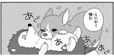 困った子犬の噛みグセ。でも、かわいいから全部許す！