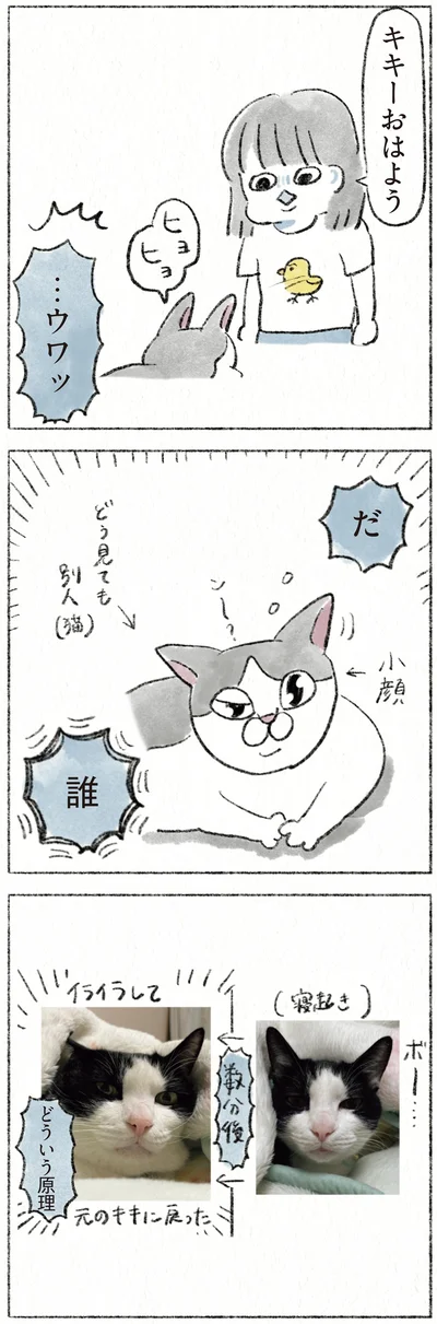 どう見ても別人（猫）