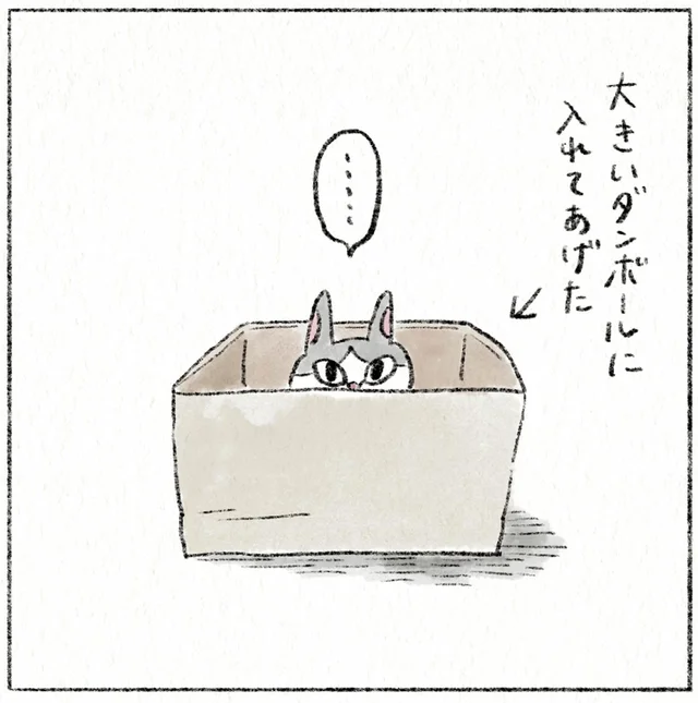 ダンボールが好きな実家猫。大きいサイズに変えてみたら？
