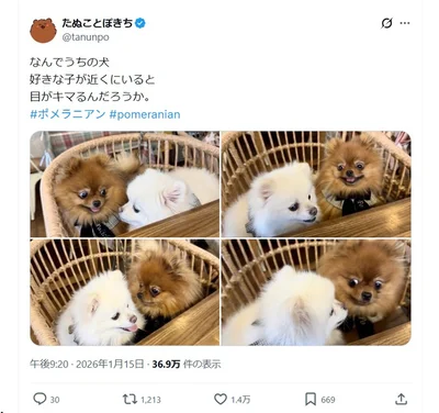 話題になったたぬことぽきちさんのポストです▶友達のわたあめちゃんを見る目が…（⇒次へ）