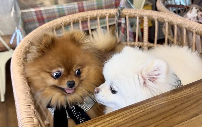 じーっと見つめ続けるぽきちくん▶一瞬も視線を外さないぞ（⇒次へ）