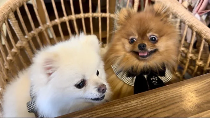 好きな子の近くだと、目がキマってきてしまうぽきちくん▶好きが隠しきれていない（⇒次へ）