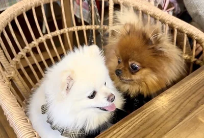 いろいろな角度から見つめます▶ちなみにわたあめちゃんは…？（⇒次へ）