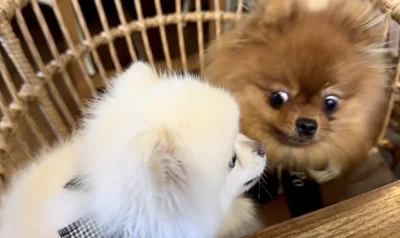 ぽきちへの感情が「無」だそう…▶実は好きな子は他にもいるんです（⇒次へ）