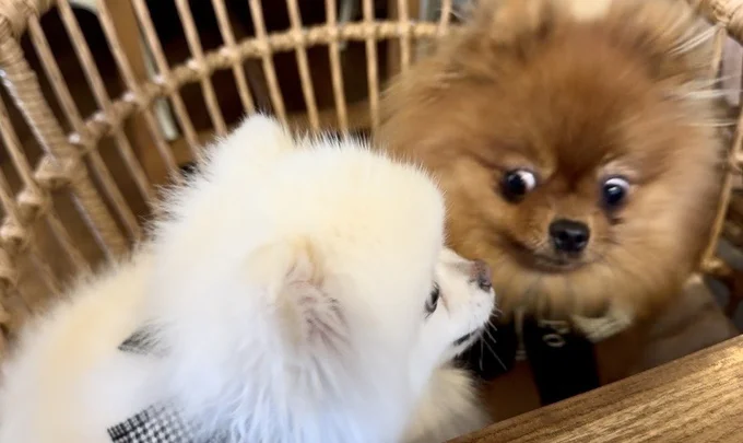 ぽきちへの感情が「無」だそう…▶実は好きな子は他にもいるんです（⇒次へ）