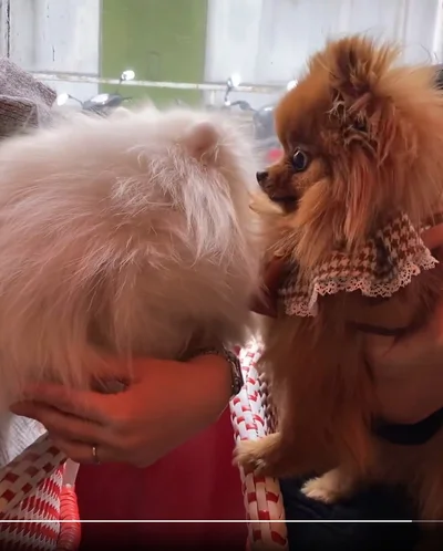 やばい！やばいけど好き！▶情緒がおかしくなっているぽきちくん（⇒次へ）