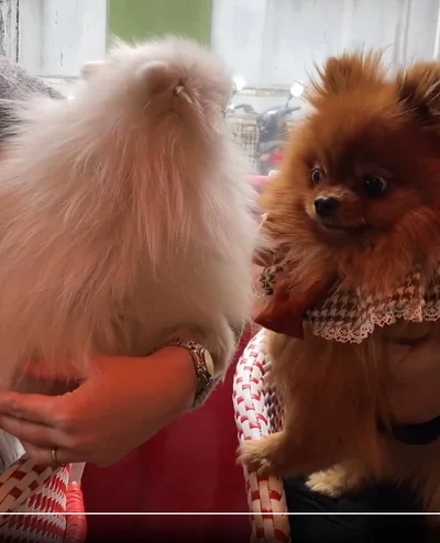 やっぱり目がキマってる！▶おっとりした性格で人間が大好きなたぬこちゃん（⇒次へ）