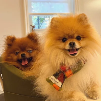 お出かけするたぬこちゃんとぽきちくん▶ふわふわポメラニアン（⇒次へ）