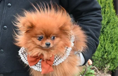 風になびくぽきちくん▶お誕生日おめでとう！（⇒次へ）