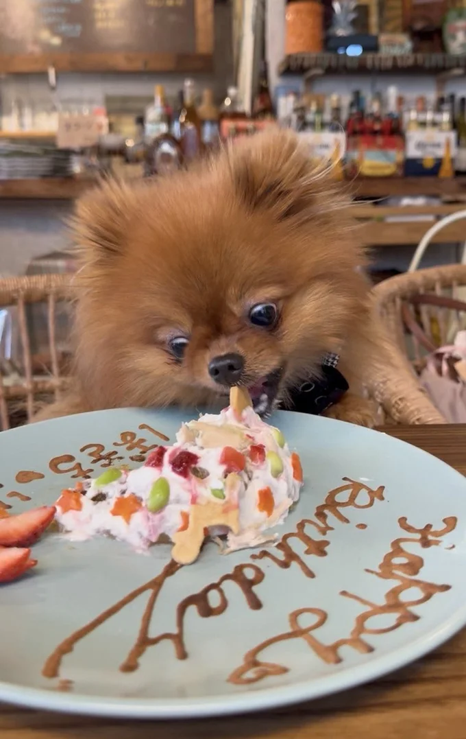 バースデーケーキを真剣に食べるぽきちくん▶人間の食べ物にも興味津々（⇒次へ）