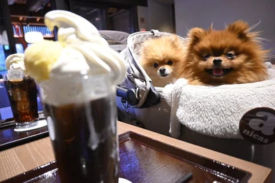 もらえないけれど、すごい笑顔でフロートを見つめるぽきちくん▶たぬこちゃんとぽきちくんは看板犬としても活躍中（⇒次へ）