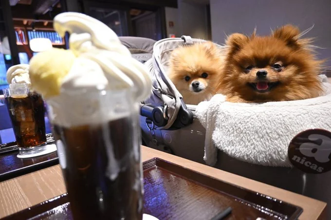 もらえないけれど、すごい笑顔でフロートを見つめるぽきちくん▶たぬこちゃんとぽきちくんは看板犬としても活躍中（⇒次へ）