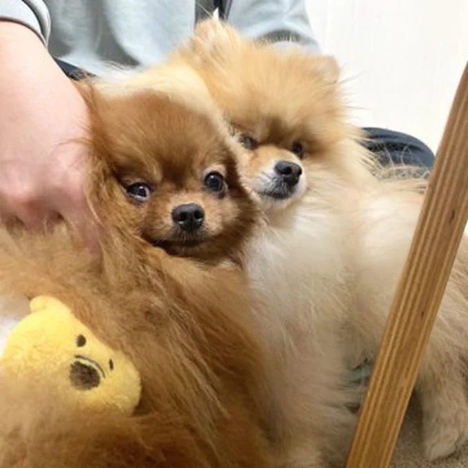 なかよしなたぬこちゃんとぽきちくん▶少しずつ距離を縮めていった2匹（⇒次へ）