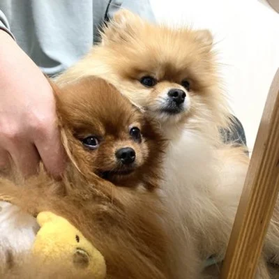 「たぬこより、ぽきちの方が圧倒的に表情豊か」とのこと▶一緒におもちゃを取り合ったりすることも（⇒次へ）