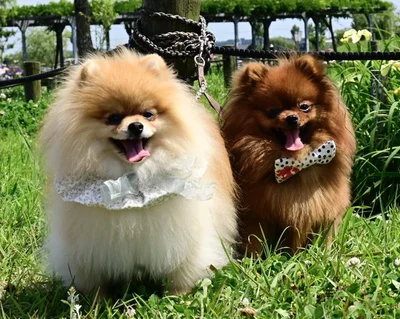 から揚げみたい？な2匹▶不機嫌そうなお顔のぽきちくん（⇒次へ）