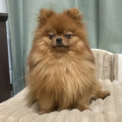 「風が強すぎて散歩に行けなかった…」▶表情がとっても豊か！（⇒次へ）