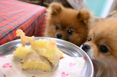 うるうるのお目目で食べ物を見つめるポキチくんたち▶お気に入りのおもちゃ（⇒次へ）