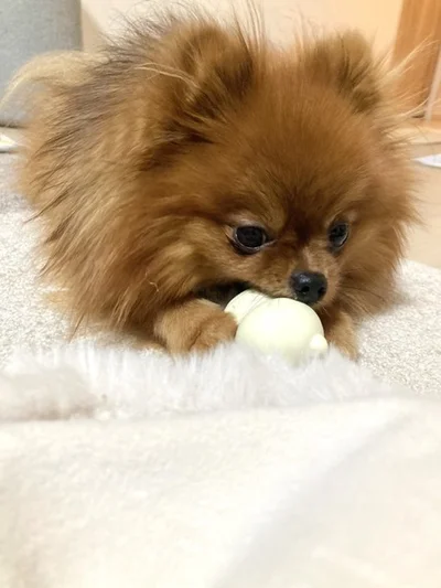 お気に入りのおもちゃvs睡魔▶楽しそうに遊んでいるけれど…（⇒次へ）