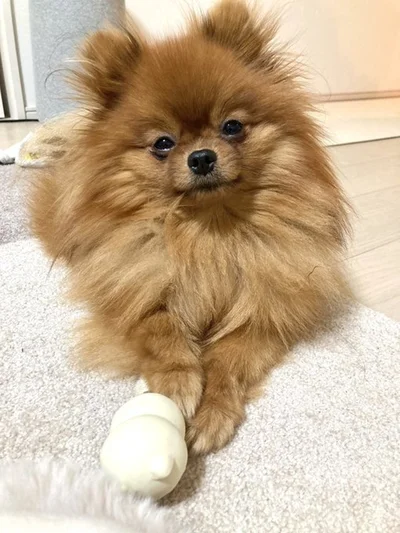 おめめがだんだんとろーん▶遊びたい、でも…（⇒次へ）