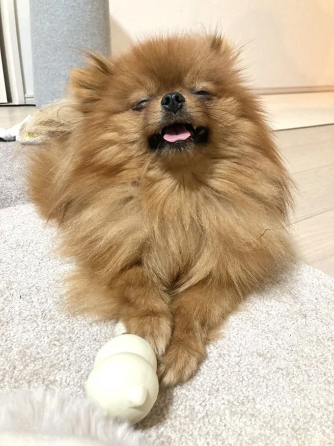 睡魔に負けちゃった！？（⇒ワンコあるある満載！心が温かくなるマンガ『あしょんでよッ〜うちの犬ログ〜9』が読めます）