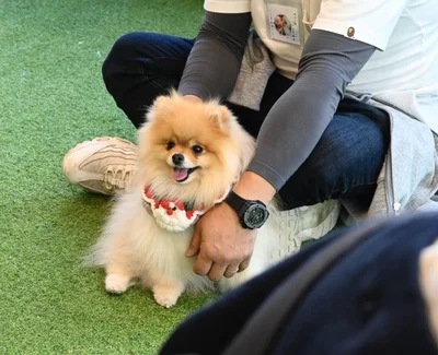 ドッグラン行くと誰かに守られようとするたぬこちゃん▶ぽきちくんはお姉ちゃんのたぬこちゃんが大好き（⇒次へ）