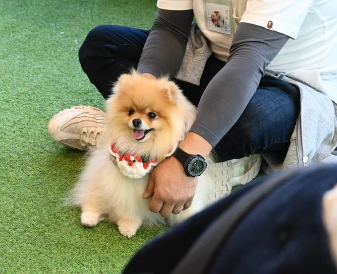 ドッグラン行くと誰かに守られようとするたぬこちゃん▶ぽきちくんはお姉ちゃんのたぬこちゃんが大好き（⇒次へ）